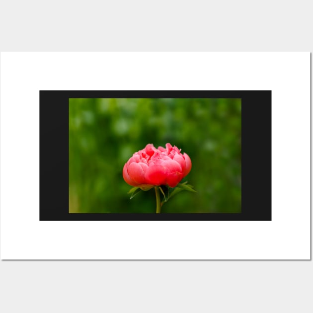 Peach peony flower Wall Art by blossomcophoto